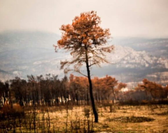 Ο υπουργός καθυστερεί αδικαιολόγητα να προστατεύσει τις πυρόπληκτες περιοχές σε Έβρο και Ροδόπη από νέους αιολικούς σταθμούς!